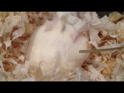 How To Introduce Two Dwarf Hamsters