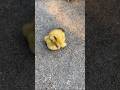 Duck Eggs Harvest | Duck Farming | Village farming|Farming #shorts #duck #farming #food