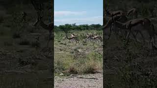 etosha