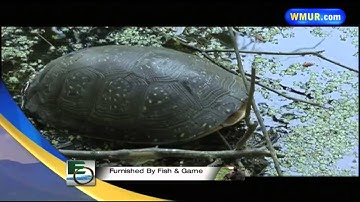 Escape Outside: Turtle traps; Friendly Kitchen race