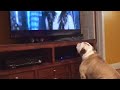 Bulldog Frantically Tries To Protect Children In Some Of Horror's Creepiest Scenes!
