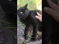 顔見たら慌ててお腹見せる黒猫が面白可愛い #Shorts