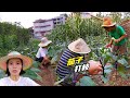 洋子父女给茄子打枝，引来村民好奇心，耐心讲解示范，这样增产量提品质。