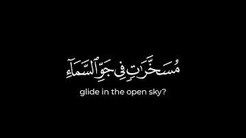 ﴿ألم يروا إلى الطير مسخراتٍ﴾ كروما قران شاشه سوداء للقارئ ياسر الدوسري ✨🤍