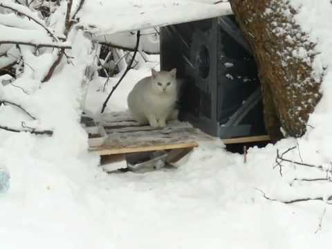 How To Keep An Outside Cat Warm - Nixon Saterring