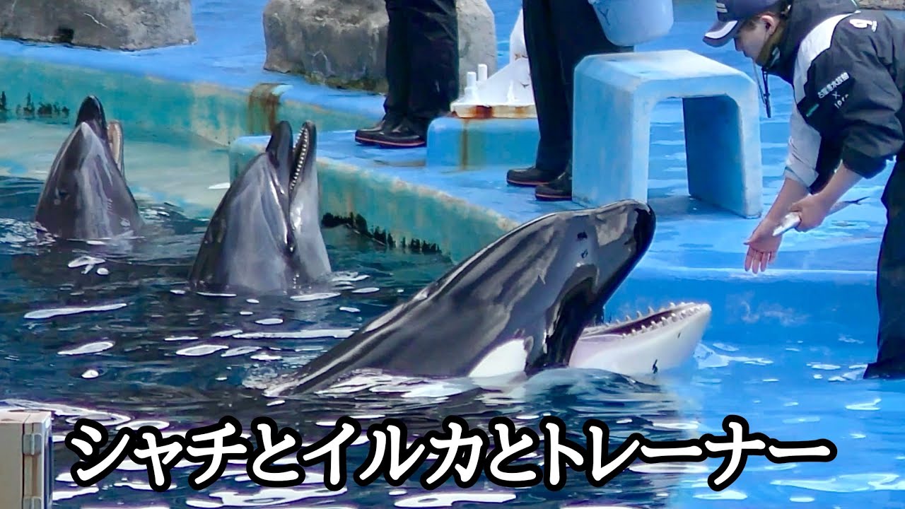 シャチのリン　イルカのエールとセナ　移動しながら自由解散です【名古屋港水族館】Killer whale Lynn Dolphin Yell Sena Nagoya Aquarium 