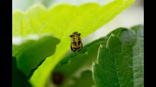 Звук насекомых: записки мумии / The Sound of Insects: Record of a Mummy.