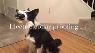 Tami McLeod | Baja Dog Training