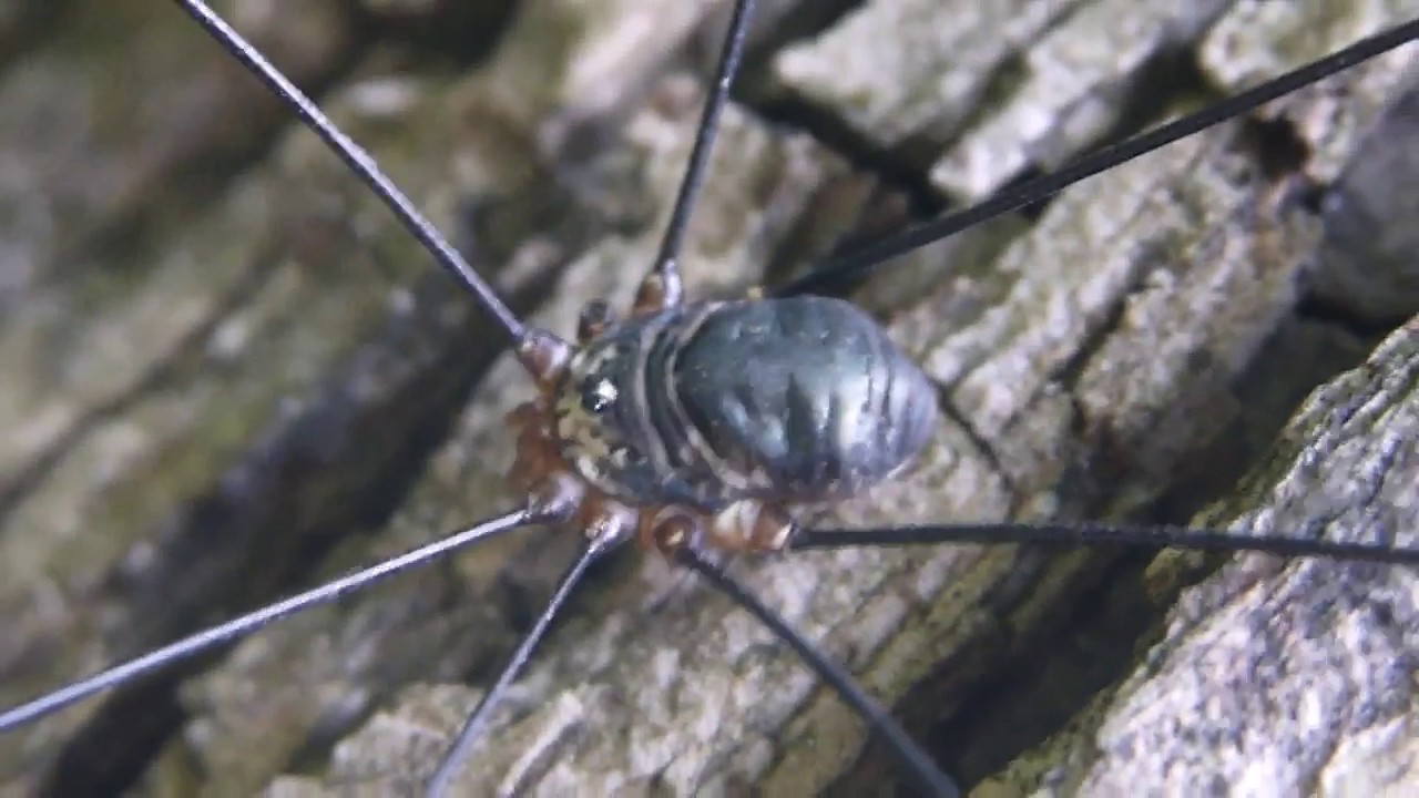 ヒコナミザトウムシ Nelima nigricoxa