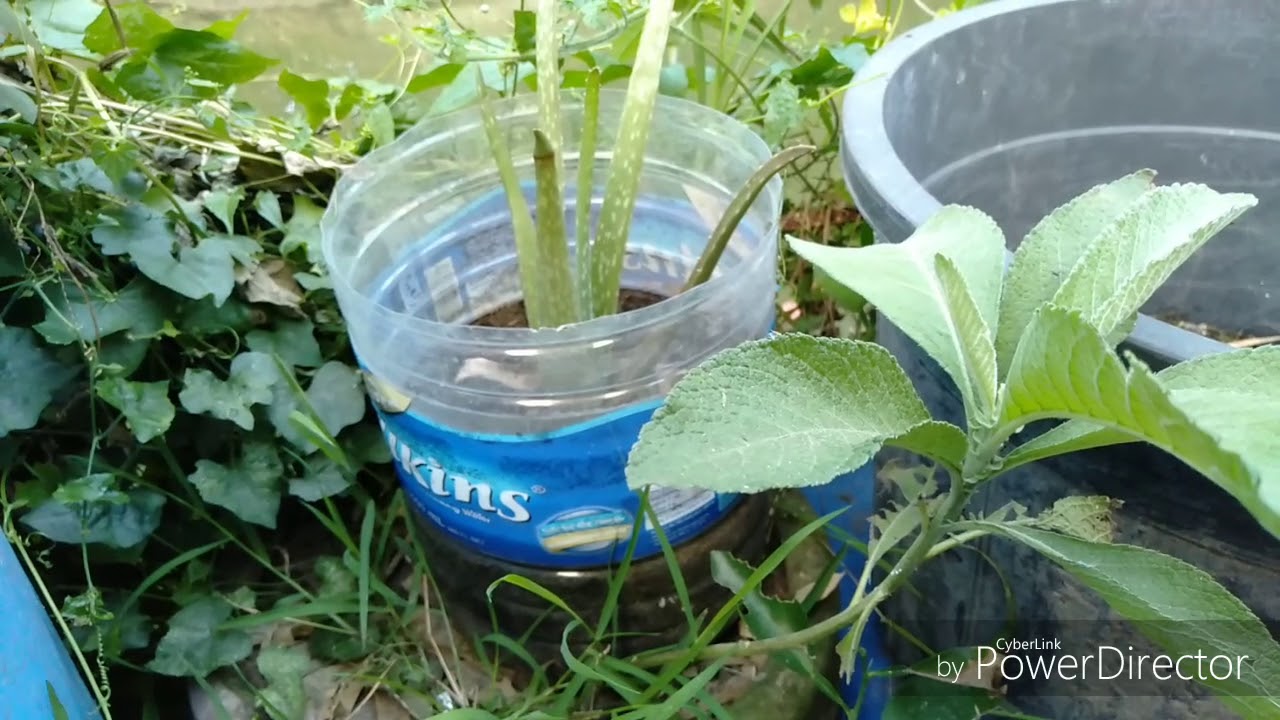 SAMBONG para sa U.T.I, kidneys stone, at pampaihi YouTube