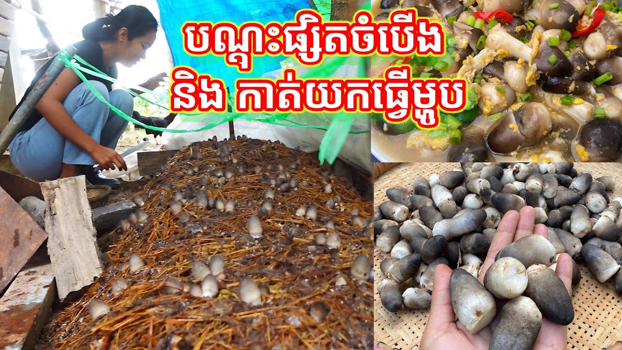 បណ្តុះផ្សិតចំបើងយកធ្វើម្ហូប How to Grow Mushrooms