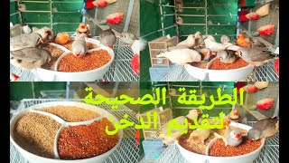 انواع الدخن والطريقة الصحيحة لتقديم الدخن وكيفية حماية العصافير من التسمم الغذائي.