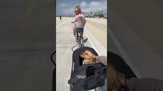Best large dog stroller and bike trailer! #biketrailer #dogstroller #petstroller #pets #dogs #bigdog