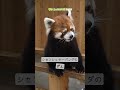 【東山動植物園公式】ある日のずん〜立ち姿凛々しい〜《 シセンレッサーパンダ レッサーパンダ 》#shorts