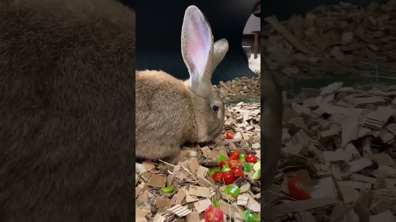 The largest rabbit species in the world! 🐇🌎 