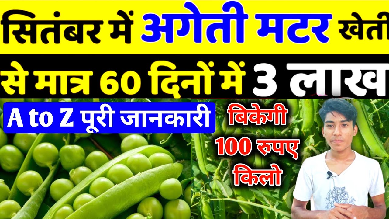 अगेती मटर की वैज्ञानिक खेती से 60 दिनों में कमाए लाखों Matar Ki Kheti
