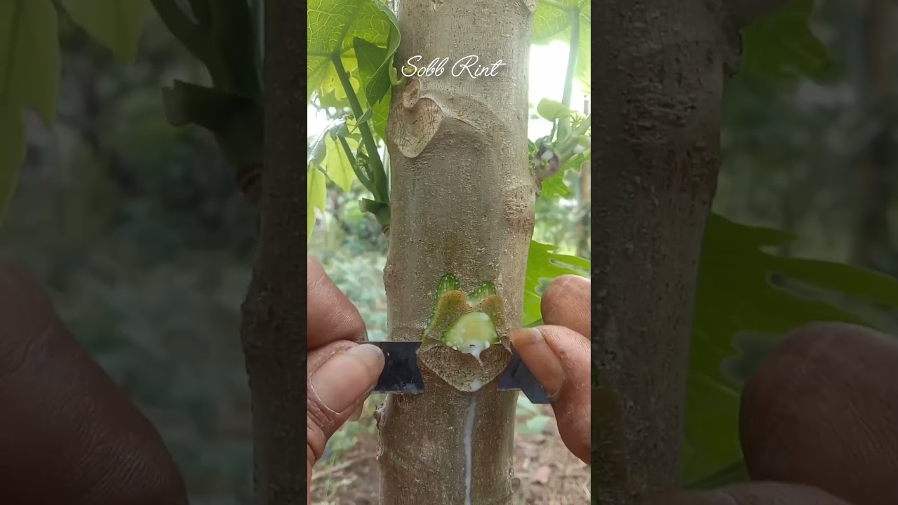 Unique papaya grafting technique