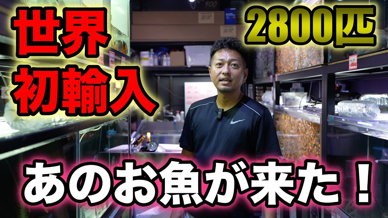 【大型】パピリオ・マヨ（1オス、アンダマン島） World's first! Albino tropical fish! Shipped from Thailand