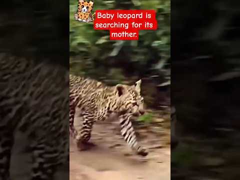 Baby leopard is searching for its mother. #leopard #Babyleopard