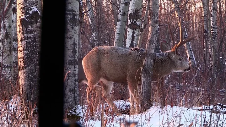 A Hunt for a monster Canadian whitetail takes a sharp turn