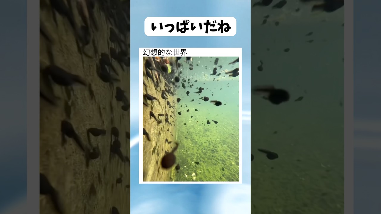 幻想的な世界だね #shorts #おすすめ #すごい #かわいい #おもしろ #海外 #おたまじゃくし