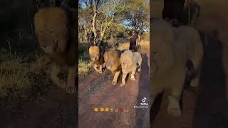 Walking with lions in South Africa.