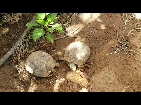 Video: Box Turtle - Terrapene Carolina Reptile Breed Allergivänliga, Hälsa Och Livslängd