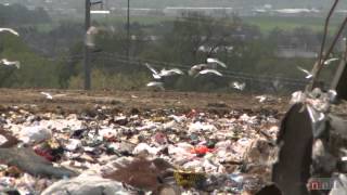 Tossed Out: Food in the Landfill