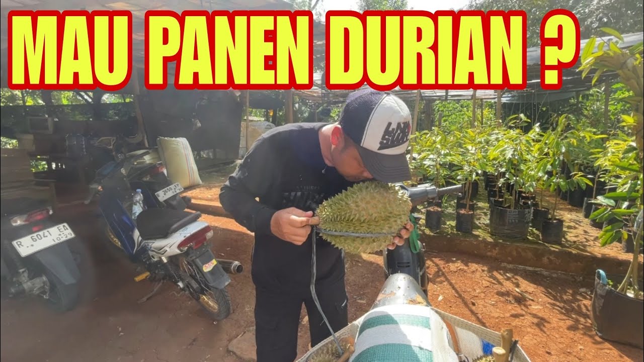 KEBUN DURIAN KEMRANJEN BANYUMAS