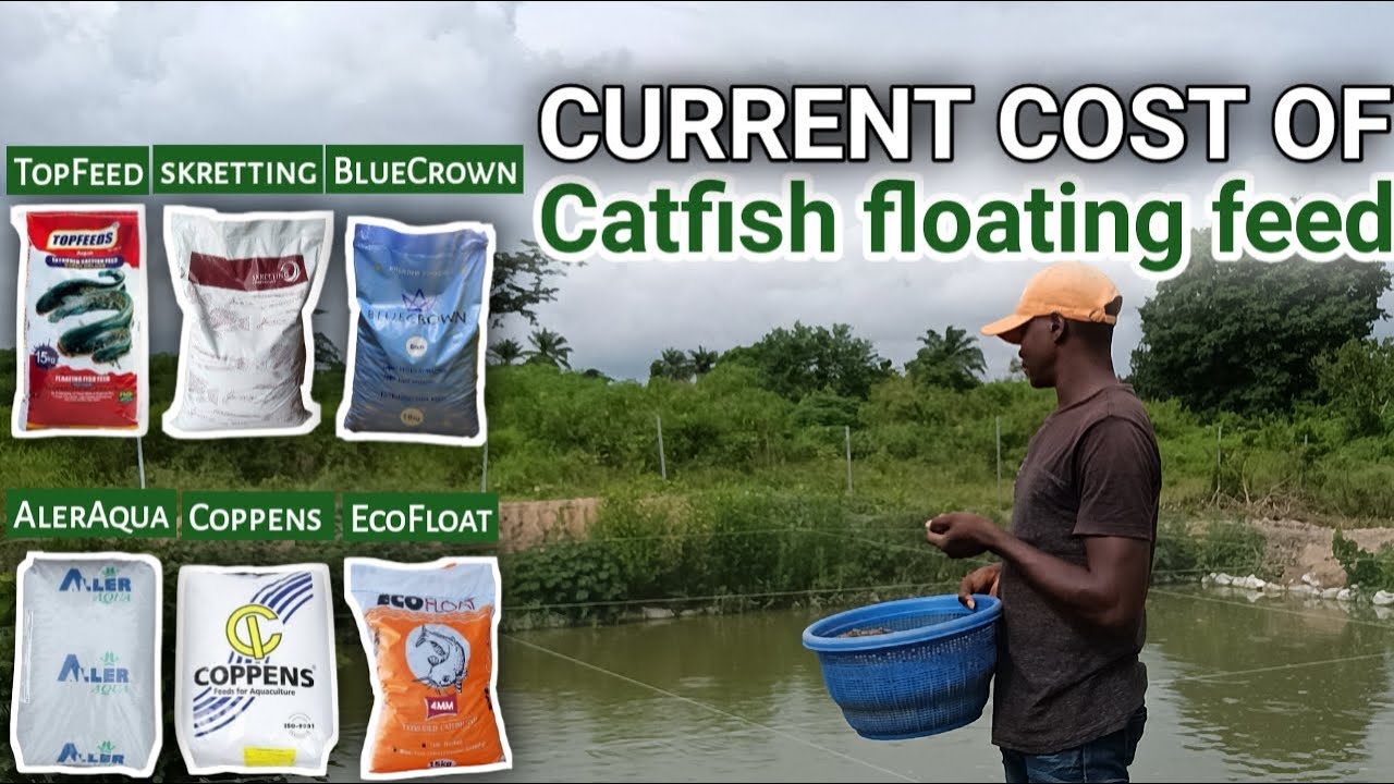 Latest UPDATES On CATFISH FEED In Nigeria Catfish Farming In Nigeria latest-updates-on-catfish-feed-in-nigeria-catfish-farming-in-nigeria