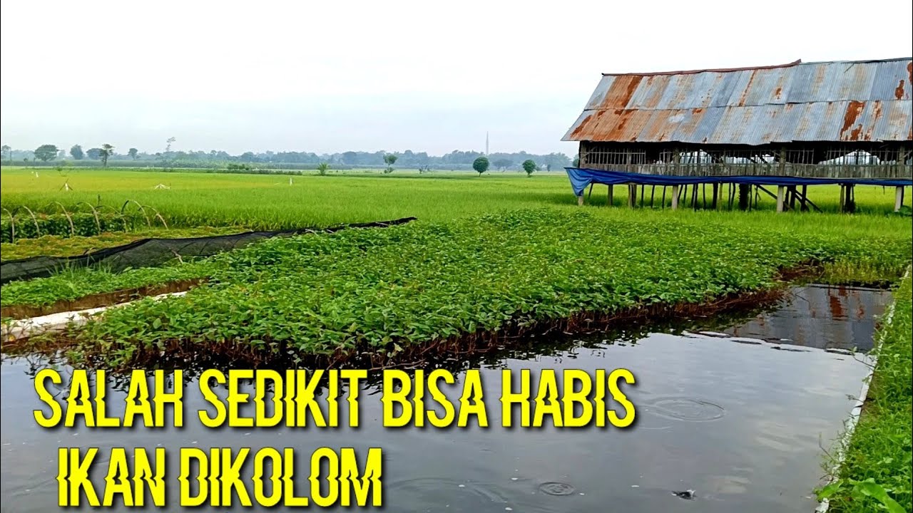 Ini efek buruknya kalau menanam eceng gondok atau kangkung dalam kolam