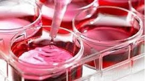 Confluency and Cell splitting video