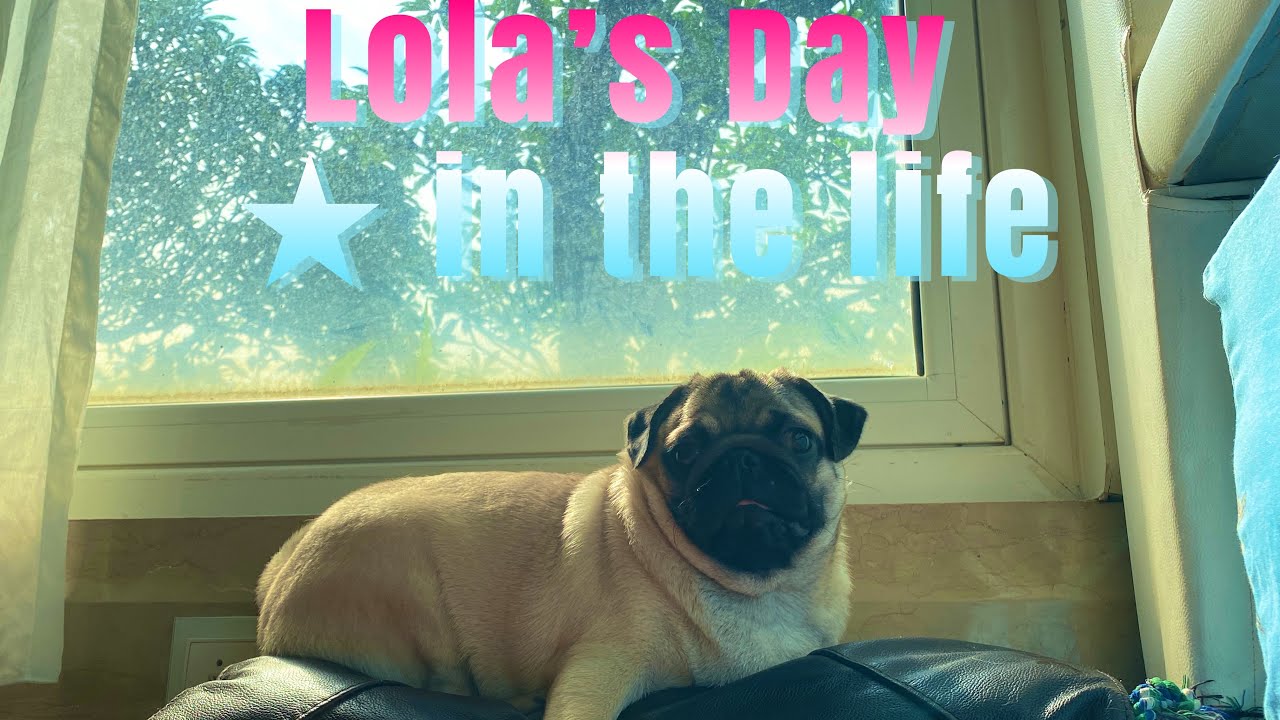 Lola the pug’s day in the life video | edited
