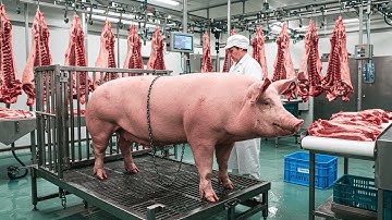 How America Raises 75M Pigs Every Year – Inside Modern Hog Farms | Agriculture Farming