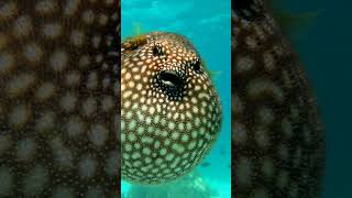 This is a fish imposter