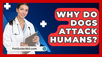 Why Do Dogs Attack Humans? - PetGuide360.com