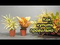 Покупка Кротона. Как выбрать здоровое растение в магазине.