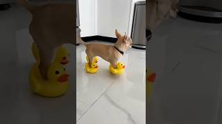 dog🤣🤣🤣🤣#funny #video