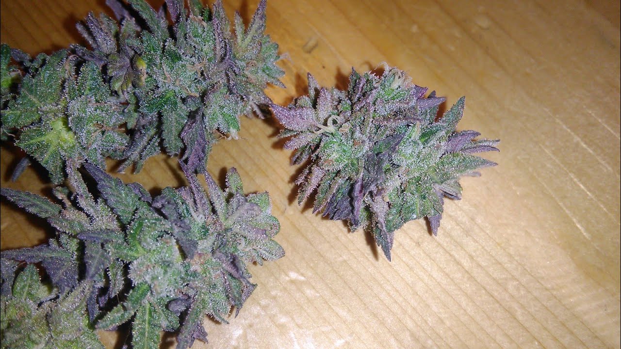 How To Make "Dabs" (Acetone Hash) Part 1: The Process (OG Recipe)