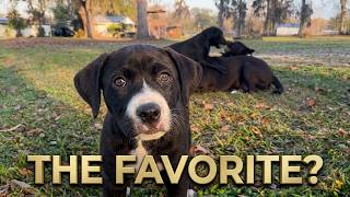 Dog Family Backyard Fun: Lint, Lizzy & Dee Dee - 20-Minute Mutts Video from Gonzales, LA