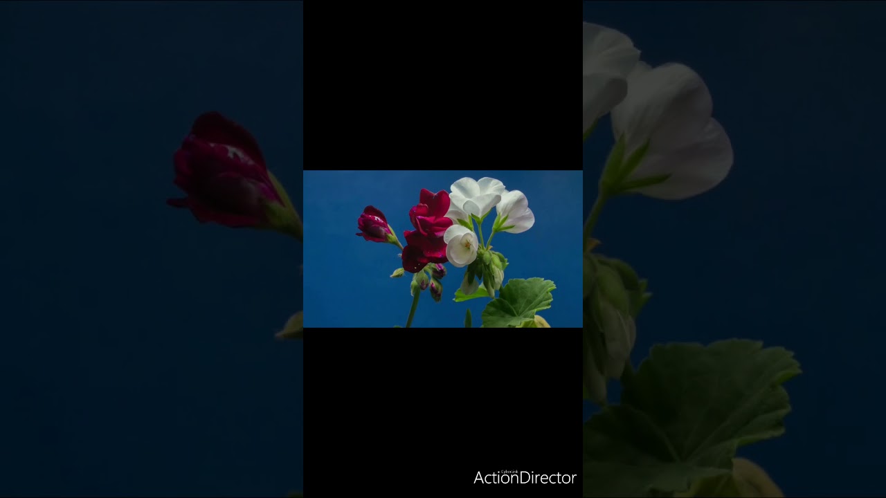 beautiful flower videoshort Live YouTube