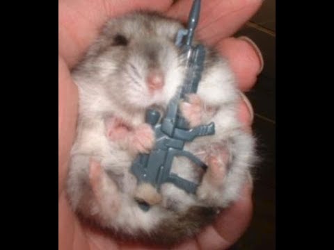 funny-hamsters-(try-not-to-awww-and-laugh-challenge)