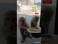 #jaishreeram #shortvideo #shorts #viralvideo #viral #trending #funny #youtubeshorts #monkey #like
