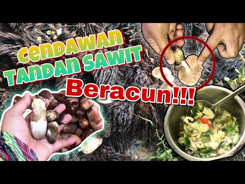 Video: Apakah Bahan Yang Bermanfaat Dalam Cendawan