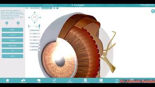 Eye And Ear Anatomy