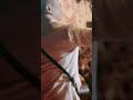 長渕剛 2024/3/1 鹿児島県立鹿児島南高校 卒業式ライブ Vol,4