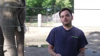 Zoo & You - Timbo the African Elephant