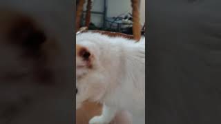 The 3Rd Video Of My Cat Circles