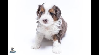 Annie the AussieDoodle 💕 Blue Merle with a White Collar and Tan Points