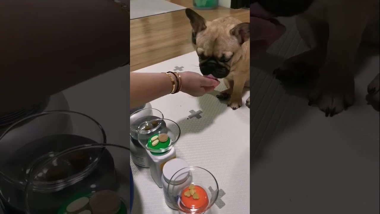 Obejrzyj Frenchie #49 - Best Supplements For Dog #shorts #viral #frenchies w YouTube Obejrzyj Frenchie #49 - Best Supplements For Dog #shorts #viral #frenchies w YouTube